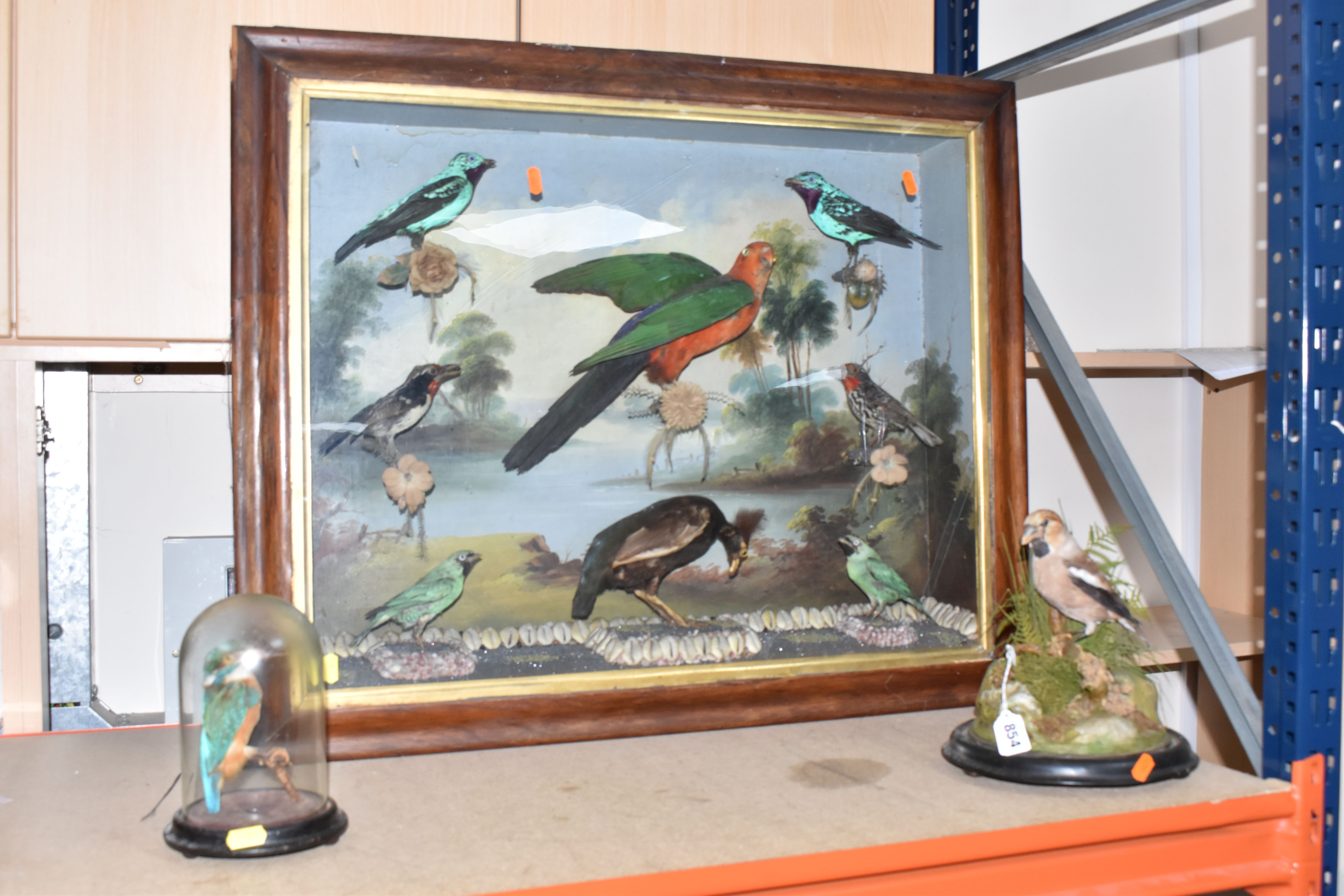 Three Taxidermy Bird Displays Sold £1,200