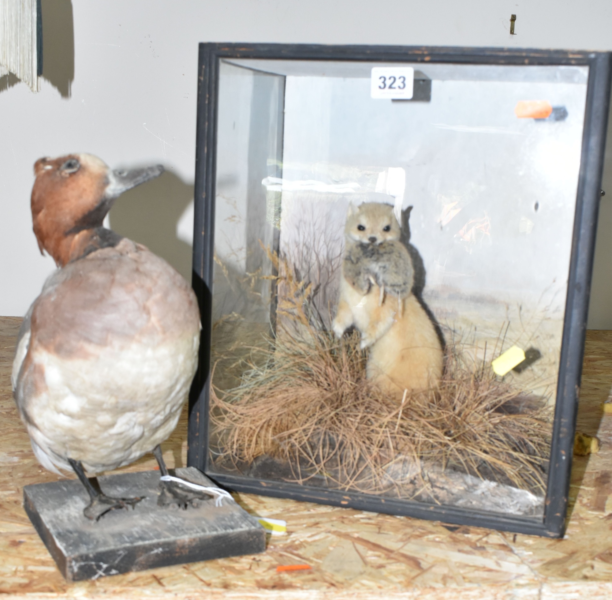 Taxidermy Animals Sold £1,000