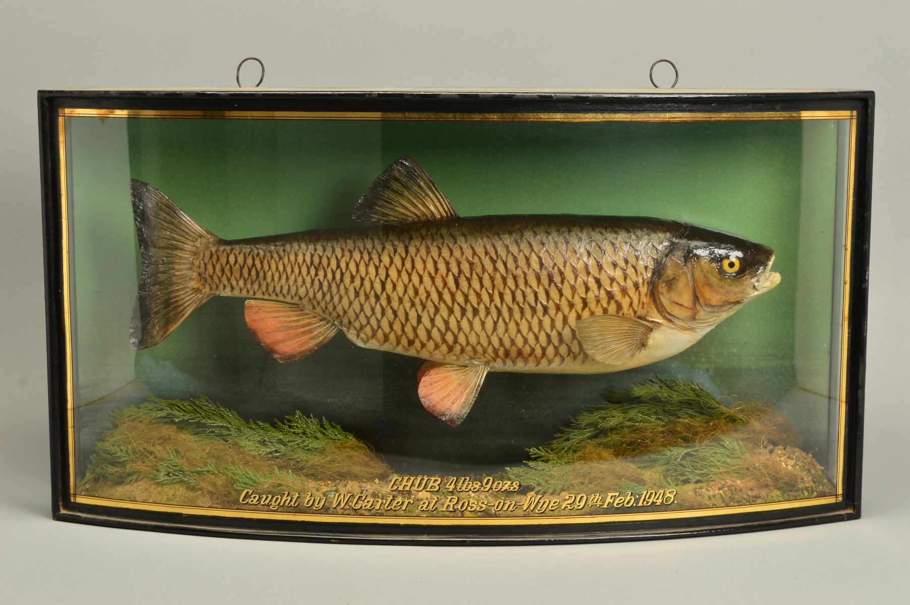 Taxidermy Chub Fish Sold 1 200